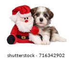 Cute Bichon Havanese puppy dog lying with a little Santa Claus plush toy - Isolated on white background 
