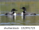Pair Of Common Loons  Gavia...