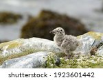 Seagull Chick Standing On The...