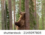 Small photo of Large mammal, male brown bear (Ursus arctos) standing on hind legs and leaning against the tree trunk while marking its territory by rubbing its back against tree in taiga forest in Finnish nature