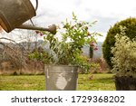Small photo of watering can for watering flowers and plants in the garden. gardening and servility. water splashes