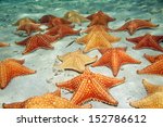 Many Cushion Starfish...