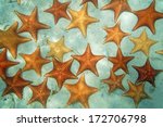 Cushion Sea Stars Underwater In ...