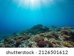 Small photo of Coral reef ocean floor and natural sunlight underwater seascape, Pacific ocean, French Polynesia