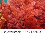 Red alga plocamium...