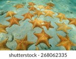 Cluster Of Starfish Underwater  ...