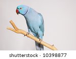 Bright Blue Parrot Sitting On A ...