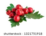 Small photo of hawthorn haws or berries with leaves isolated on white