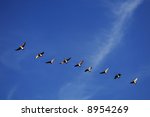 Canadian Geese In Flight Over A ...