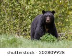 Black Bear Looks Angry