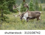Male Caribou With Big Antlers 