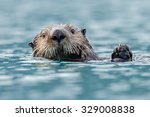Sea Otter Close Up