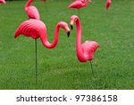 Multiple Pink Plastic Flamingos ...