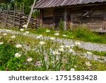 Flowering Oxeye Daisy At An Old ...