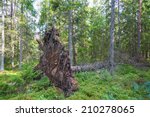 Upprooted spruce tree in the forest
