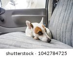 Scarred Dog At Backseat