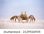 Horned ghost crab on the Maldives beach - perfect macro details
