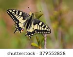 The Papilio Machaon   Perfect...