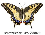 Swallowtail  Papilio Machaon ...