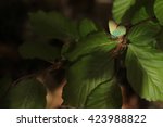 Green Hairstreak   Callophrys...