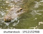 Close Up Of Siamese Crocodile...