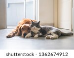 Small photo of British short-haired cats and golden retriever dogs get along amicably