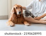 Small photo of Golden Retriever and British Shorthair accompany their owners