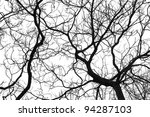 Tree Branches Isolated On White ...