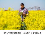 Farmer is standing in his blooming rapeseed field and examining the progress of crops.