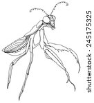 mantis insect sign drawing... | Shutterstock .eps vector #245175325