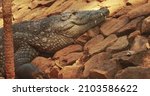Small photo of Goa, India. Mugger Crocodile Or Crocodylus Palustris Resting In Shadow During Hot Day. Marsh Crocodile, Broad-snouted Crocodile, Is A Crocodilian Native To Freshwater Habitats From Southern Iran To