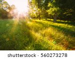 Sunset Or Sunrise In Forest Landscape. Sun Sunshine With Natural Sunlight And Sun Rays Through Woods Trees In Summer Forest. Beautiful Scenic View. Natural Real Lens Flare Effect