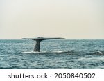 Humpback Whale Tail Flicking Up....