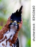 Small photo of The amazing big yellow eyes of the ornate hawk eagle catch sight of the photographer deep in Amazon jungle. Peru.
