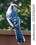 Bluejay poses on the backyard deck                               