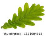 Young Leaf Of Oak  Isolated On...