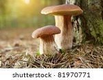Boletus Mushroom In The Moss