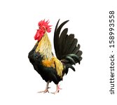 Rooster Isolated On White...
