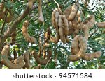 Tamarind On The Tree Thailand