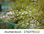 Blooming Hawthorn Bush
