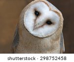 Close Up Portrait Of A Barn Owl ...