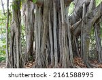 Close Up Of Banyan Tree With...