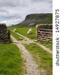 Sheep  Gate And Limestone