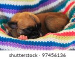 Newborn Boxer Puppy Sleeping In ...