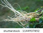 white root of young nettle for herbal medicine. Urtica dioica.