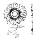 Sunflower. Hand Draw Wector...