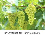 Grapes With Green Leaves On The ...