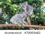 Two Koalas are playing and staring at a branch of a tree in a park in Queensland, Australia.