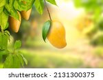 Tropical ripe yellow mango fruit hanging on tree branch with beautiful farm and sunlight on background. Mango product and Dessert concept.