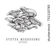 Oyster Mushrooms Vector Sketch...